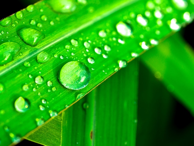 Water Drop On Leaf 