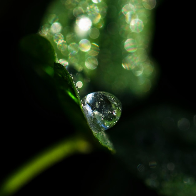 Foto goccia d'acqua sulla foglia