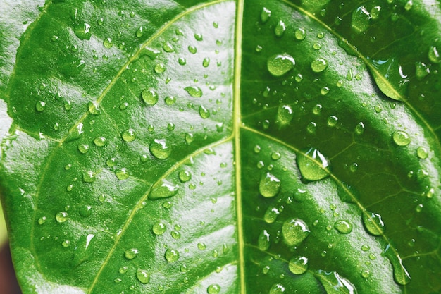 Water, Drop, Leaf