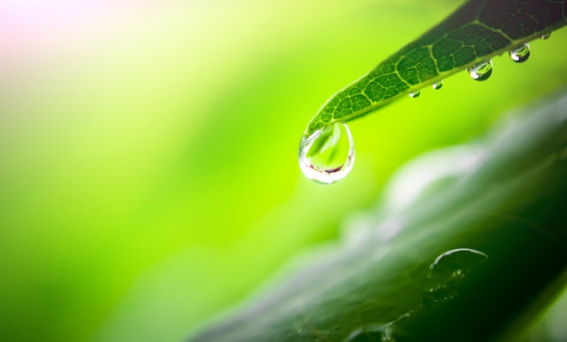 Photo water drop on leaf