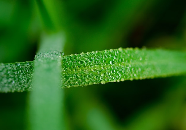 Water drop on leaves in light morning