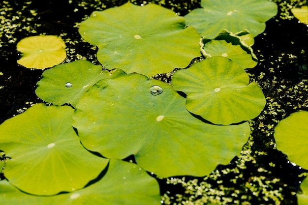 Фото Капля воды на зеленых свежих листьях лотоса