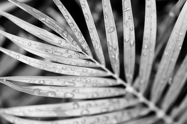 water drop on palm leaf