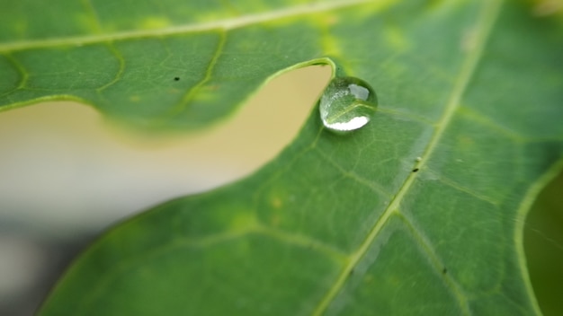 Water drop on papaya leaf for nature wallpaper