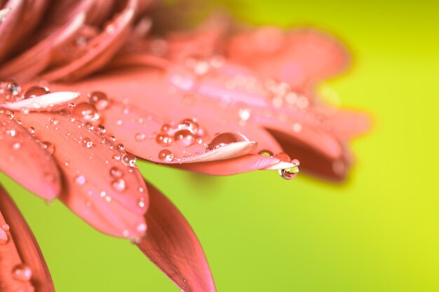 Water drop on the pink flower over green background