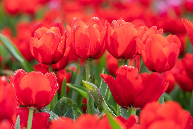 赤いチューリップの花の水滴