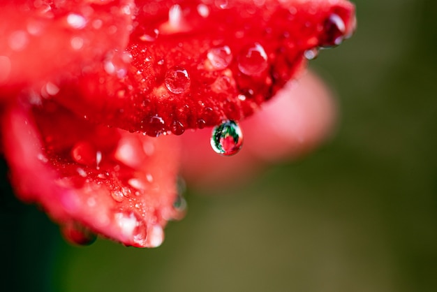 Water drop on rose flower macro shot