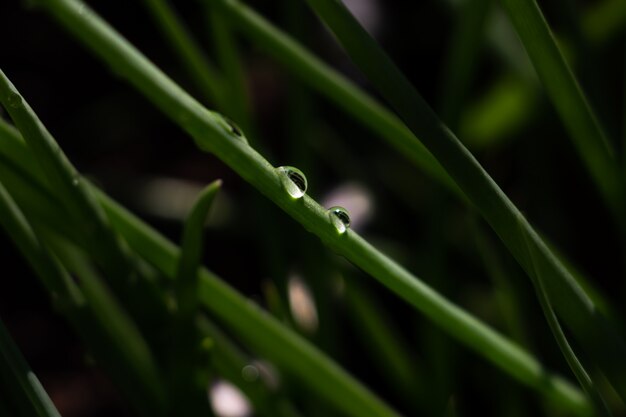 Water drop on spring onion leaf