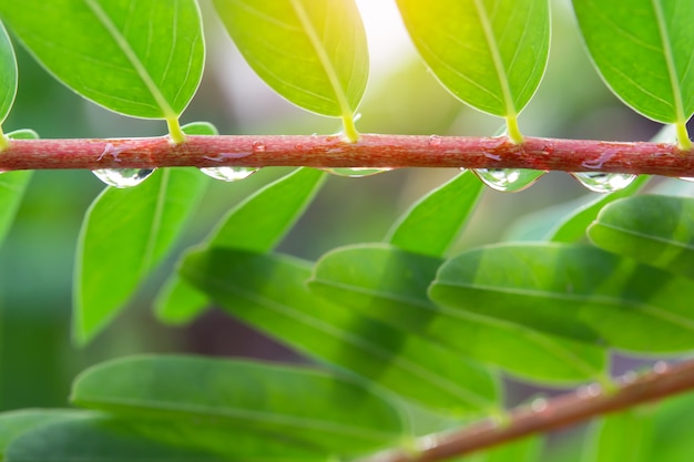 木の枝の水滴。