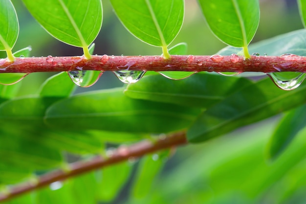 Water drop of tree branch