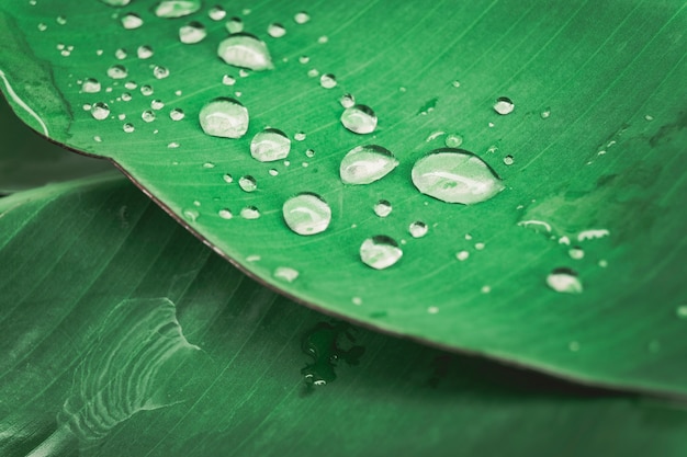 Water drop on  tree leave.