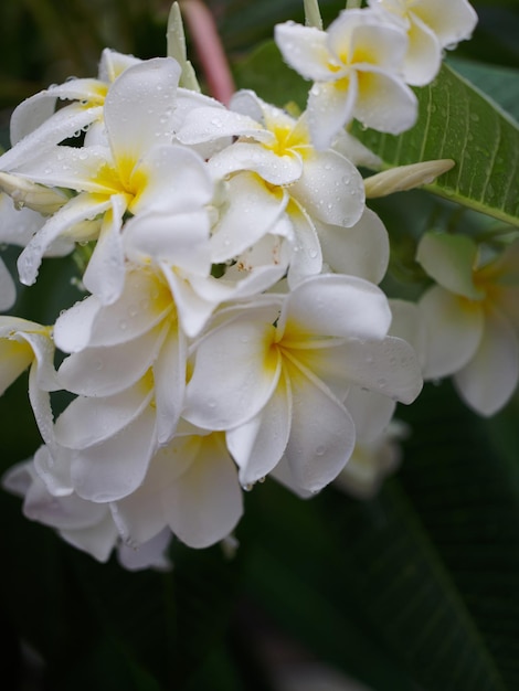 Goccia d'acqua sullo sfondo della natura del fiore tropicale del frangipani concept spa freash