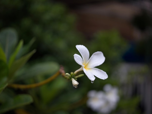 Water drop on tropical frangipani flower nature background Concept SPA freash