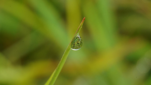 A water droplet on a blade of grass