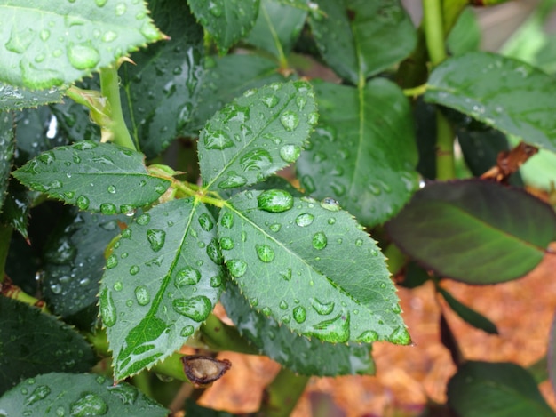 Photo water droplet on green leaf after rain