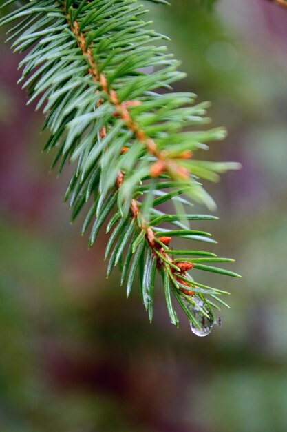 A water droplet hangs from a pine branch in the rain.