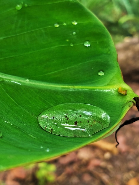 Photo a water droplet on a leaf is seen on a leaf.