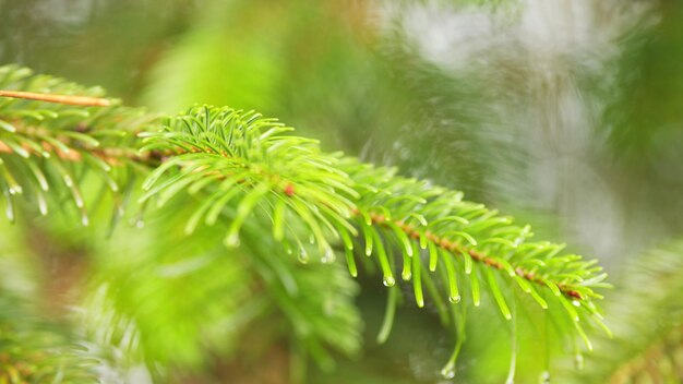 樹木の針に水滴が落ちて雨が降った後杉の枝に雨の滴が降る