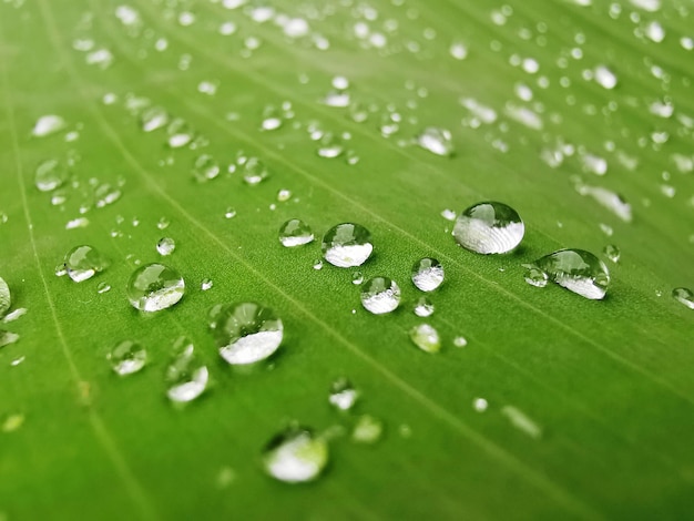 water droplets on banana leaves.