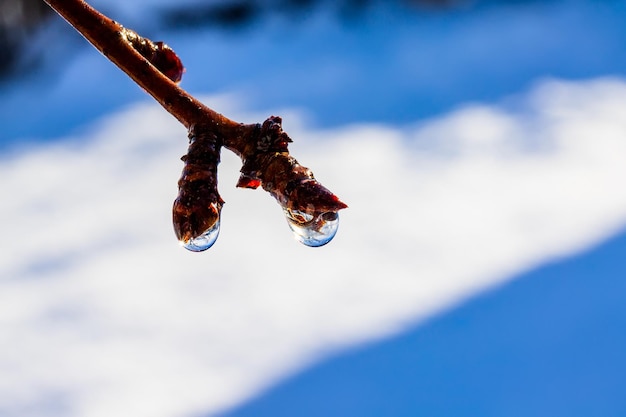 Water droplets on buds tree branches against the snow selective focus