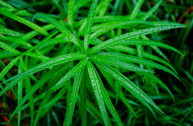 Gocce d'acqua su una pianta da giardino