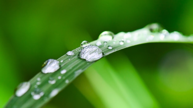 朝の草の上の水滴