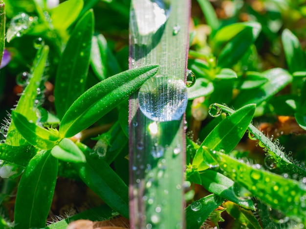 Water droplets on the grass