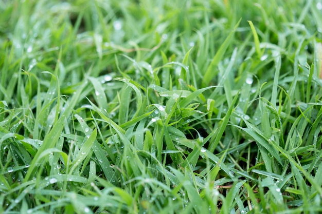 Water droplets on green grass.