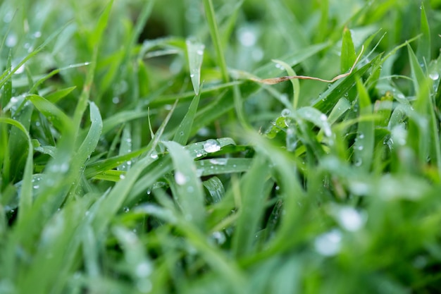 Water droplets on green grass.