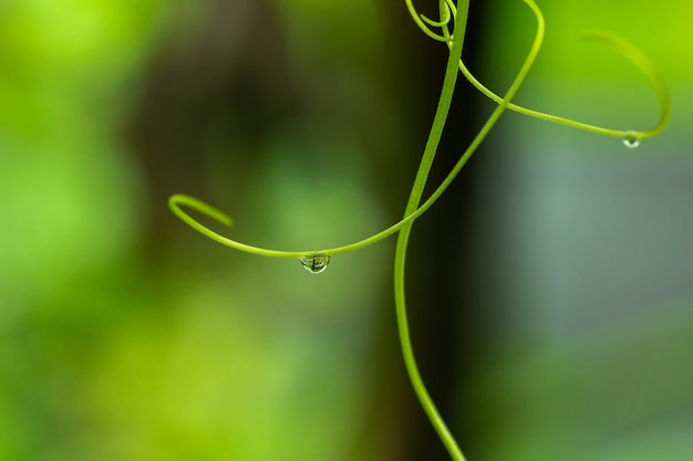 Water droplets on green grass.