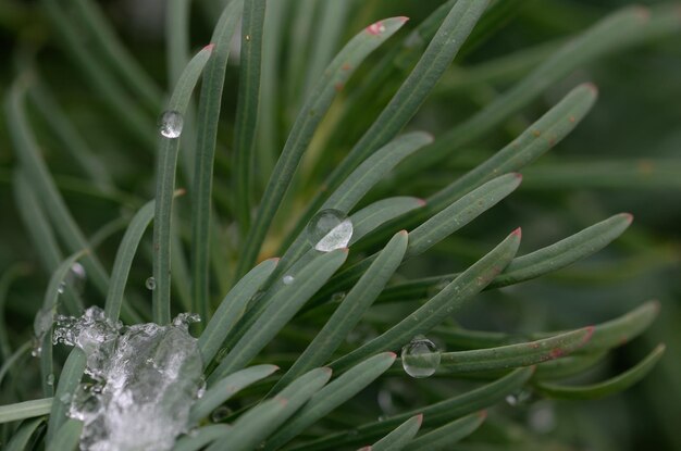 water droplets on green grass