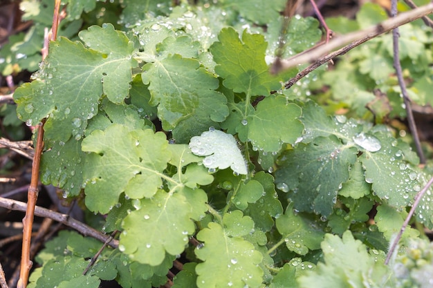 Water droplets on a green leaf of a celandine plant