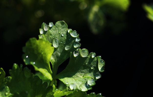 Water droplets on a green leaf