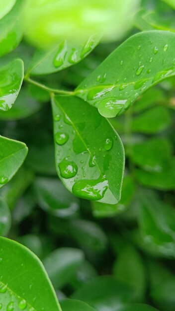 Photo water droplets on green leaves