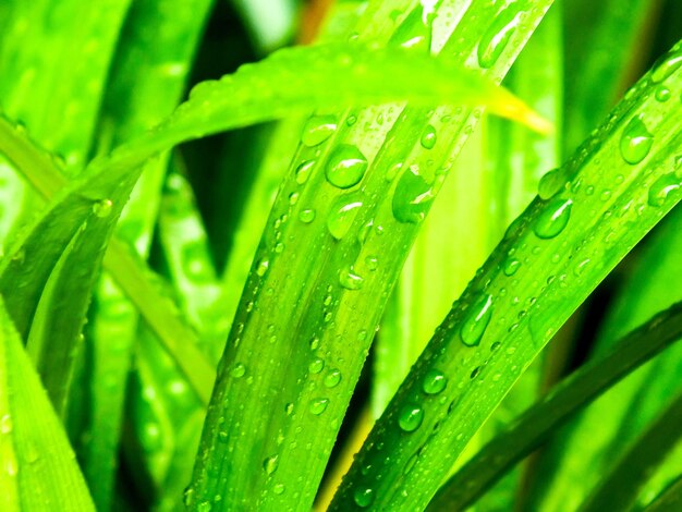 Water droplets on green pandan leaves after rain