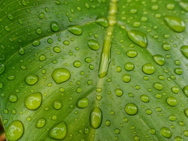 water droplets on a leaf of a tropical plant in the garden.