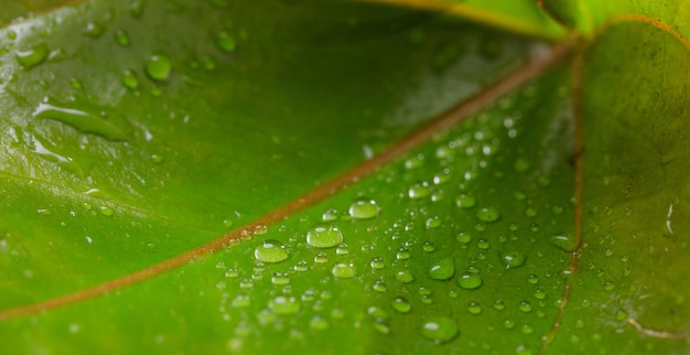 Water droplets on a leaf