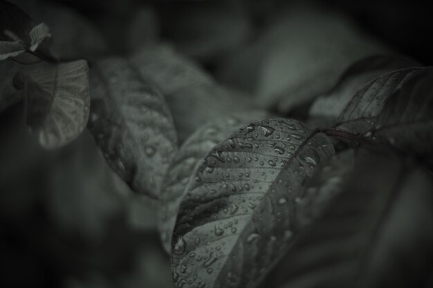 Water droplets on leaves after rain