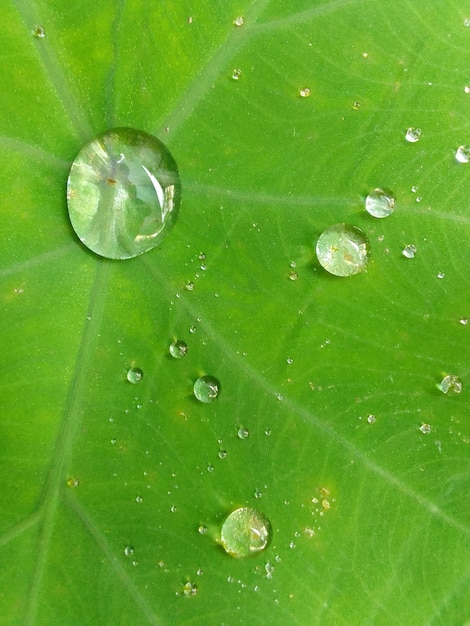 water droplets on the leaves beautiful cute in the morning after the rain