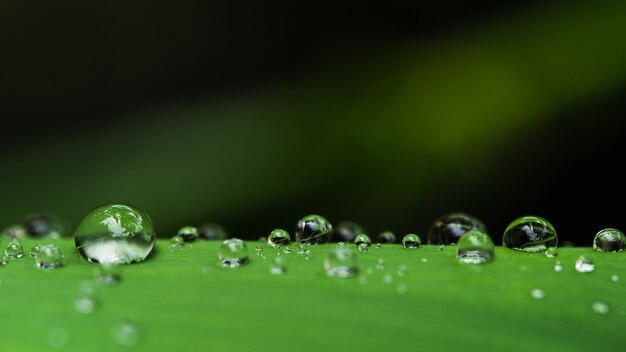 Water droplets on the leaves Green rainy season raindrop
