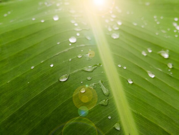 Water droplets on the leaves and the sunlight reflects