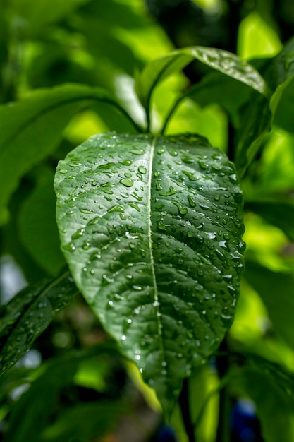 Water droplets on the leaves