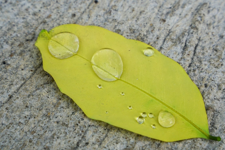 Фотография капли воды на листьях