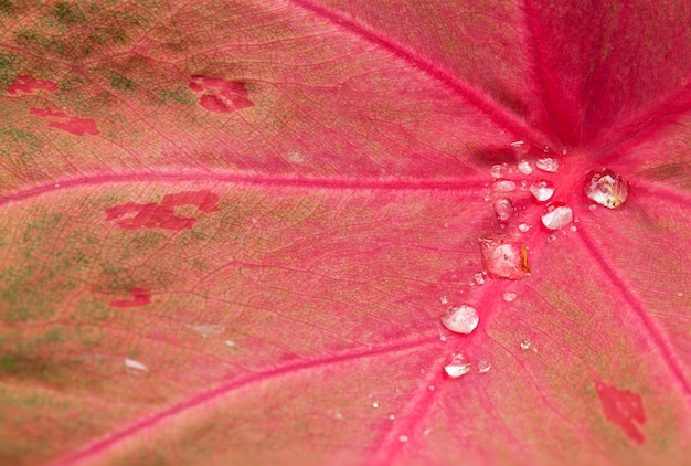 Photo water droplets on leaves