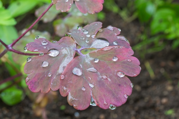 Water droplets on the leaves