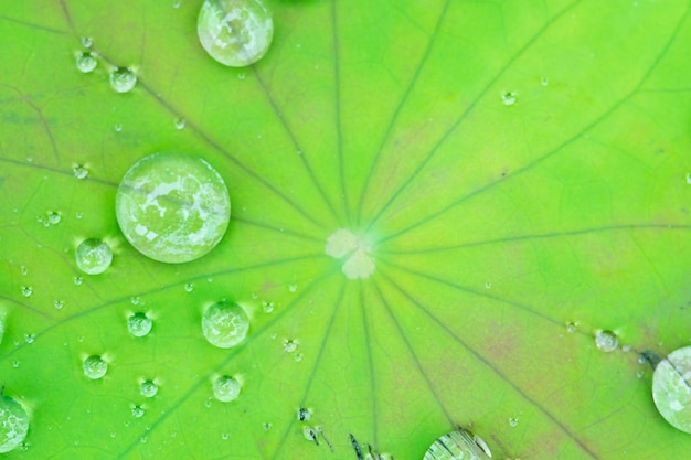 Water droplets on Lotus leaf