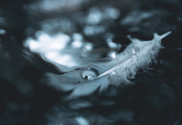 Water droplets on nature duck feather floating on steam with blurry reflection of light