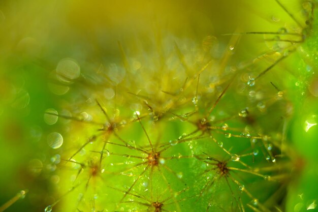 写真 美しい自然の背景にある葉の上の水滴