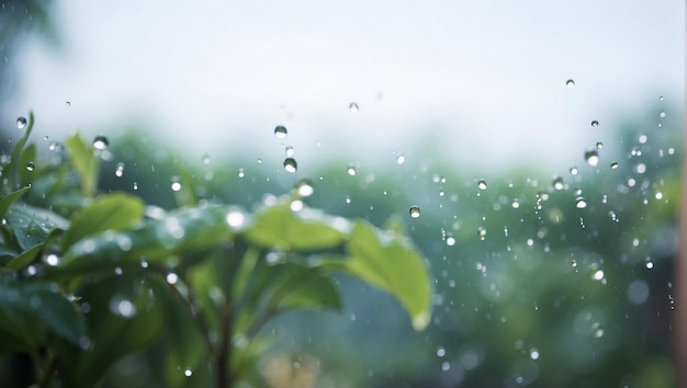 写真 ぼんやりした庭の背景の水滴