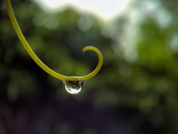 写真 庭のぼんやりした背景の緑の植物の枝の水滴